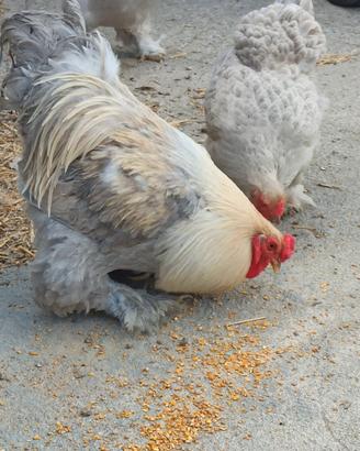 Brahma Isabella