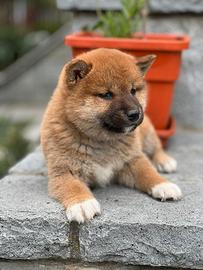 Shiba Inu con Pedigree ENCI
