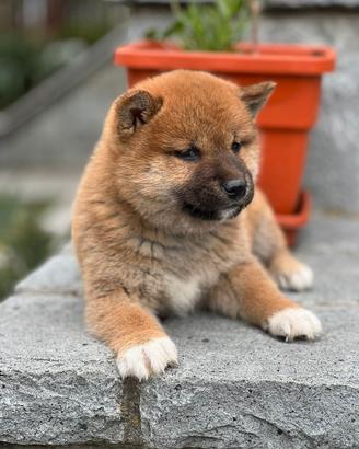 Shiba Inu con Pedigree ENCI