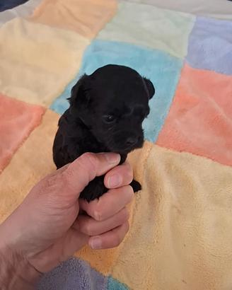 MALTIPOO maschio minitoy con test genetici