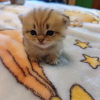 Scottish fold e straight con pedigree