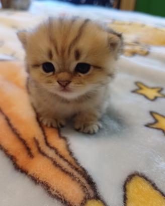 Scottish fold e straight con pedigree