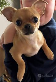 Cucciola Chihuahua 5 mesi no pedigree