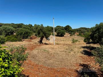 TER. AGRICOLO A POLIGNANO A MARE