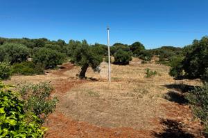 TER. AGRICOLO A POLIGNANO A MARE