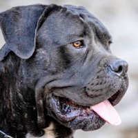 Cane corso con pedigree