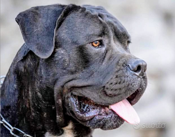 Cane corso con pedigree