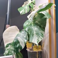 pianta viva, monstera variegata