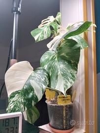 pianta viva, monstera variegata