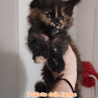 Gattina Maine coon tortie nata a dicembre