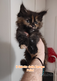 Gattina Maine coon tortie nata a dicembre