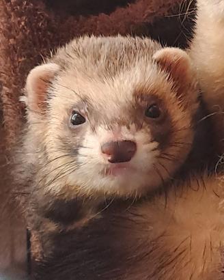 furetti adulti e cuccioli