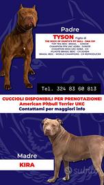 Cuccioli Pit-Bull Red Nose