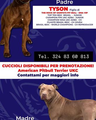 Cuccioli Pit-Bull Red Nose