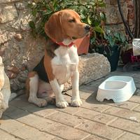Vendita Beagle a malincuore