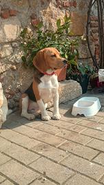 Vendita Beagle a malincuore