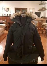 Canada goose