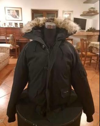 Canada goose