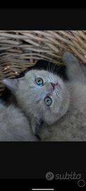 British shorthair con pedigree 