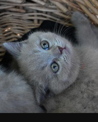 British shorthair con pedigree 