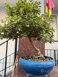 Bonsai azalea