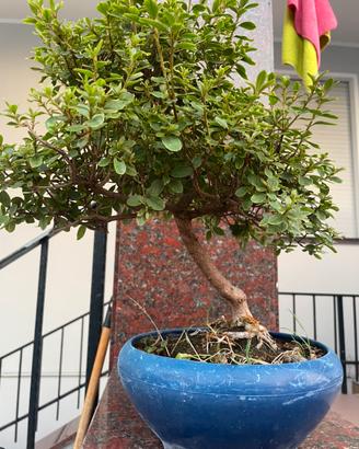 Bonsai azalea