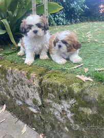 Maschietti di shitzu tricolori