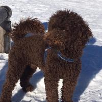 Barboncino nano per accoppiamento