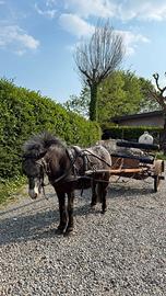 Mini pony