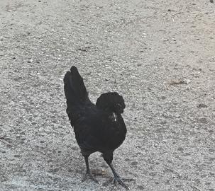Gallina padovana