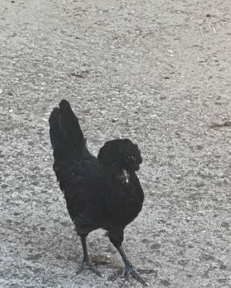 Gallina padovana