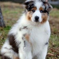 Cuccioli Australian Shepherd