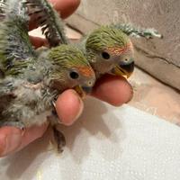 Inseparabili allevati a mano