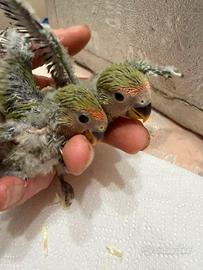 Inseparabili allevati a mano