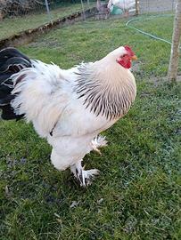 Gallo e Galina brahma