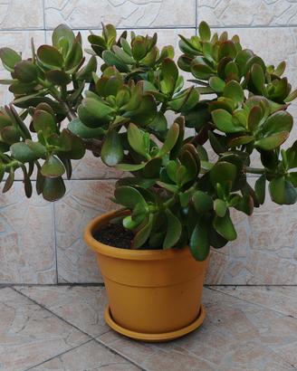 albero di giada