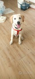 Trovatello meticcio labrador 3 mesi