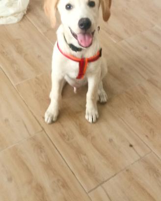 Trovatello meticcio labrador 3 mesi