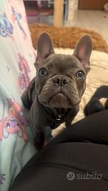 Bulldog francese cucciola