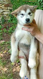 Alaskan Malamute
