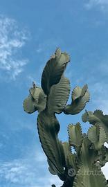 Pianta talea  euphorbia di circa 60-70cm - 2 rami