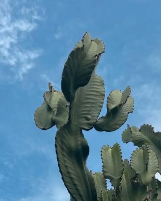 Pianta talea  euphorbia di circa 60-70cm - 2 rami