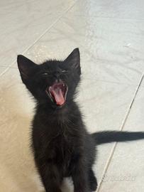Gattini maschi 3 mesi