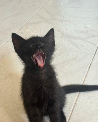 Gattini maschi 3 mesi