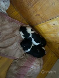 Cuccioli incrocio setter inglese/breton