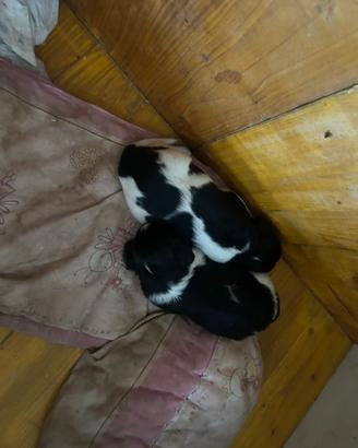 Cuccioli incrocio setter inglese/breton