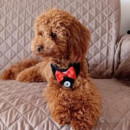 barboncino per monta 