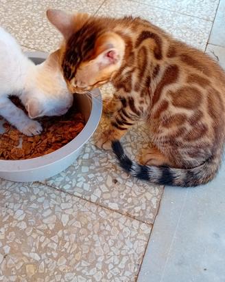 Cuccioli Bengala