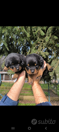 Cuccioli di rottweiler