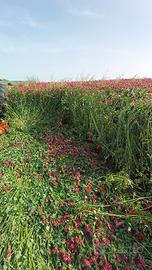 Fieno di sulla e paglia di grano 